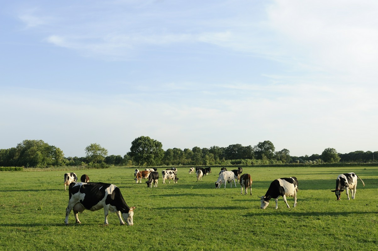 Hale łukowe dla bydła